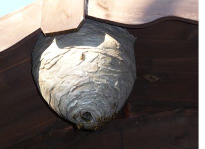 Wasp Nest