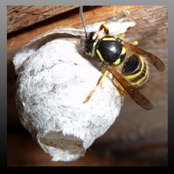 Wasp Nest