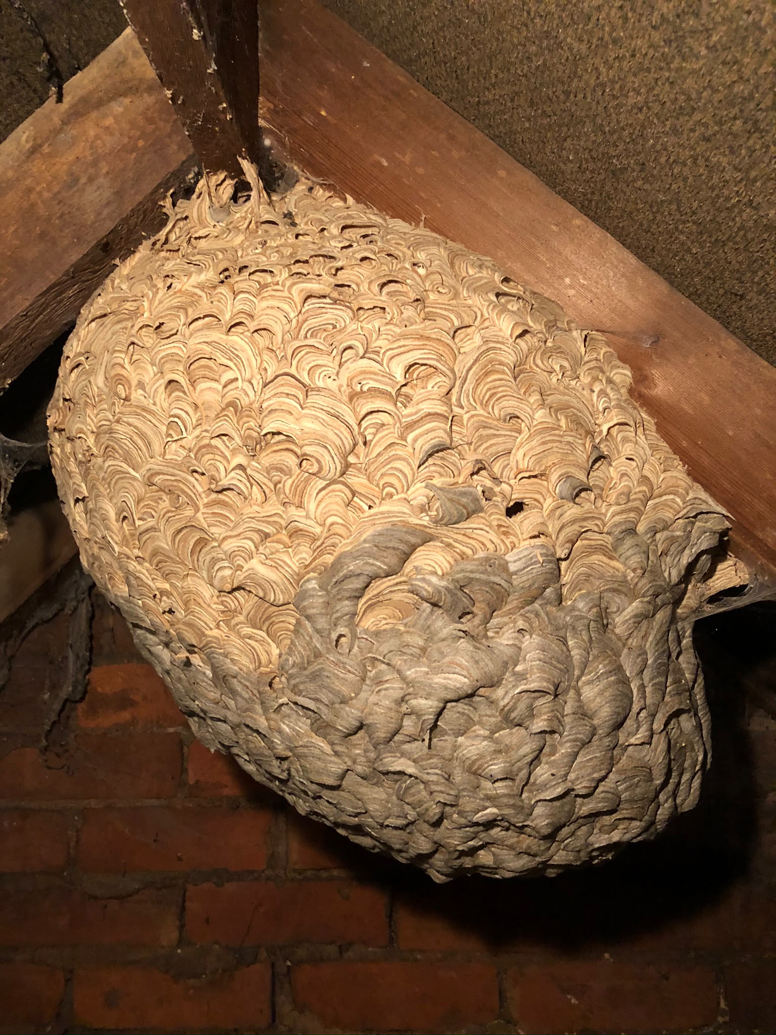 Wasp nest in roof