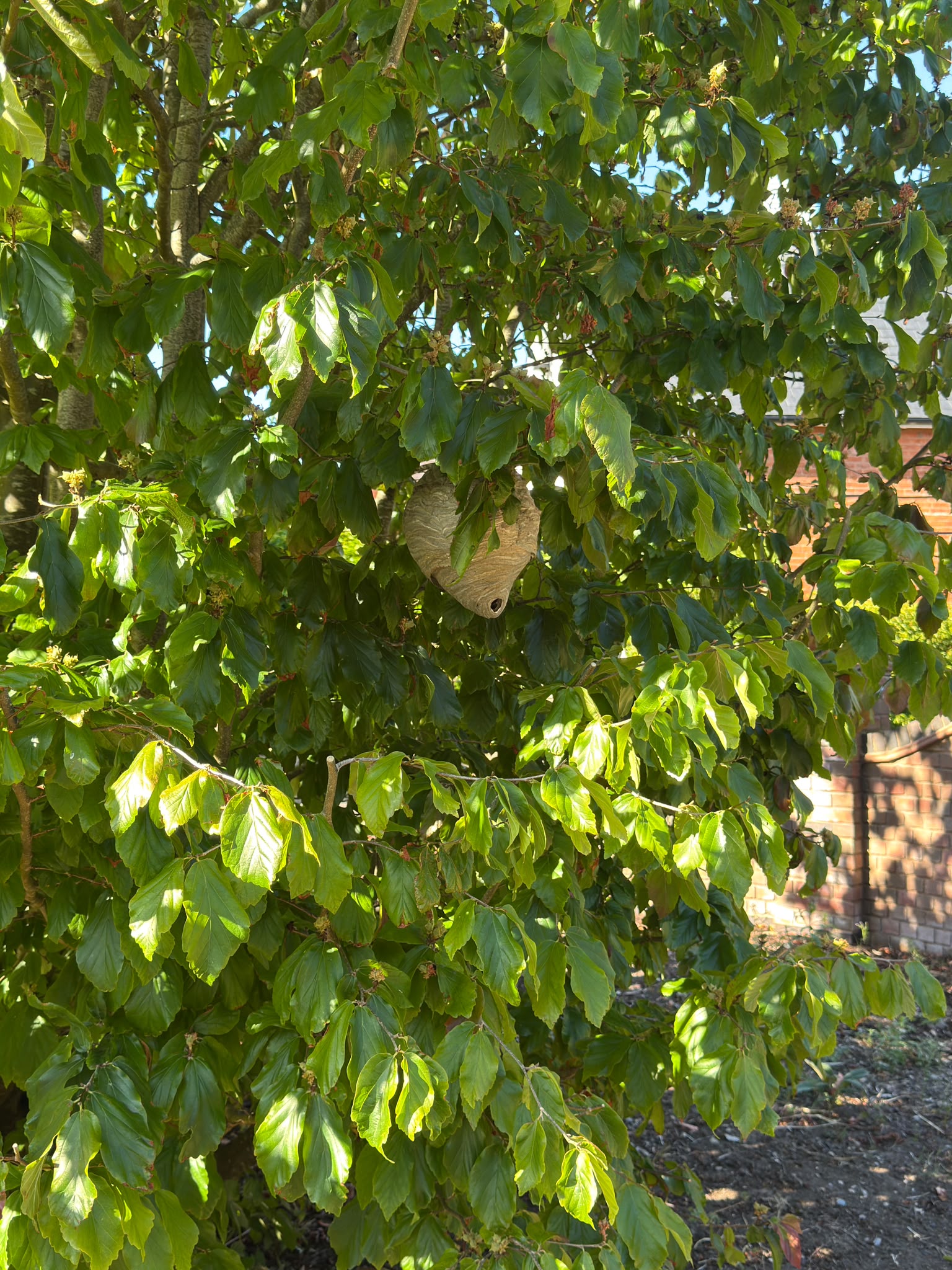 Wasp nest in tree
