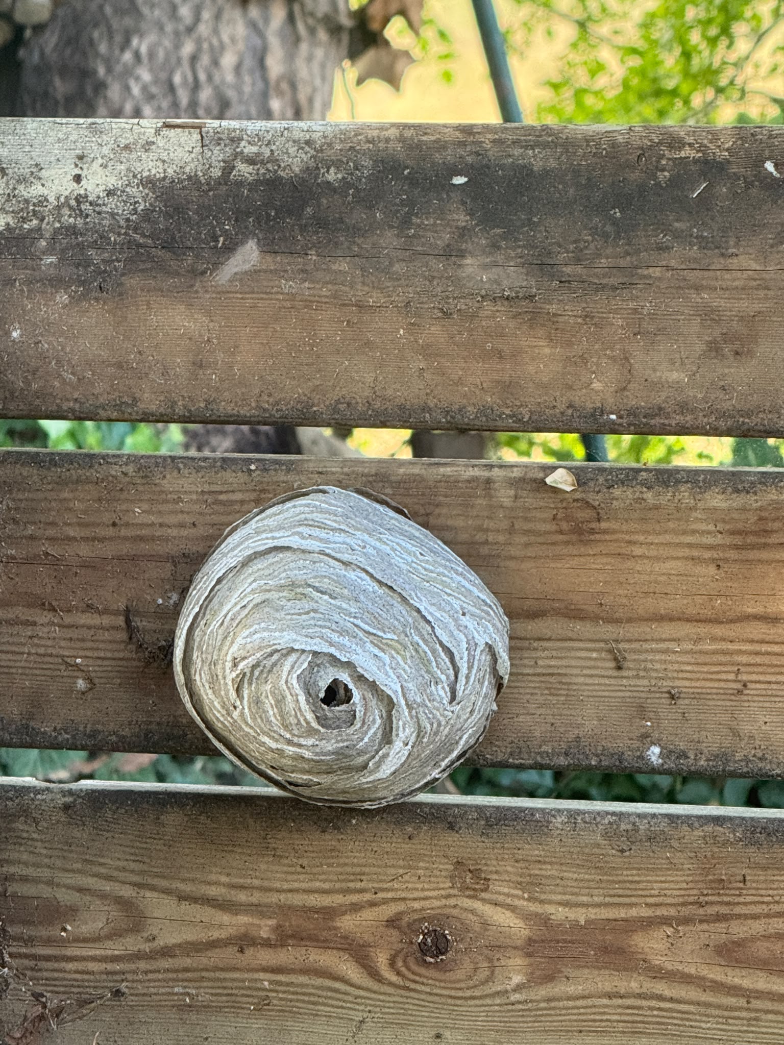 Wasp nest removal