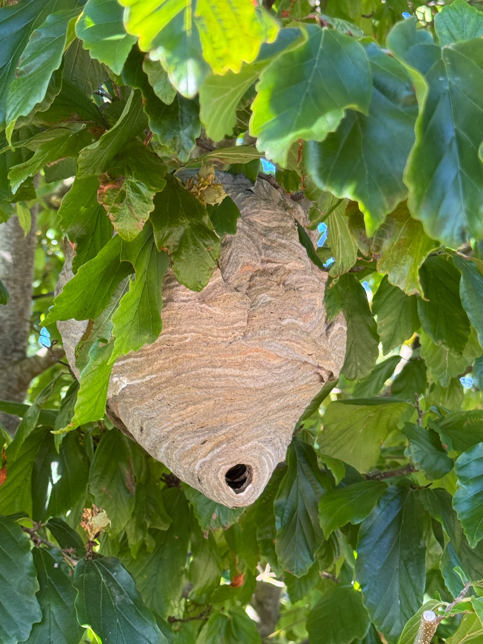 Wasp nest removed from tree